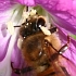 Biodiversity - photograph of a honeybee
