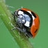 Insect groups - photograph of a ladybird