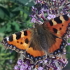 Glossary - photograph of a small tortoiseshell butterfly