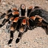 Caresheets - photograph of a tarantula