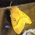 Become an entomologist - photograph of a drinker moth